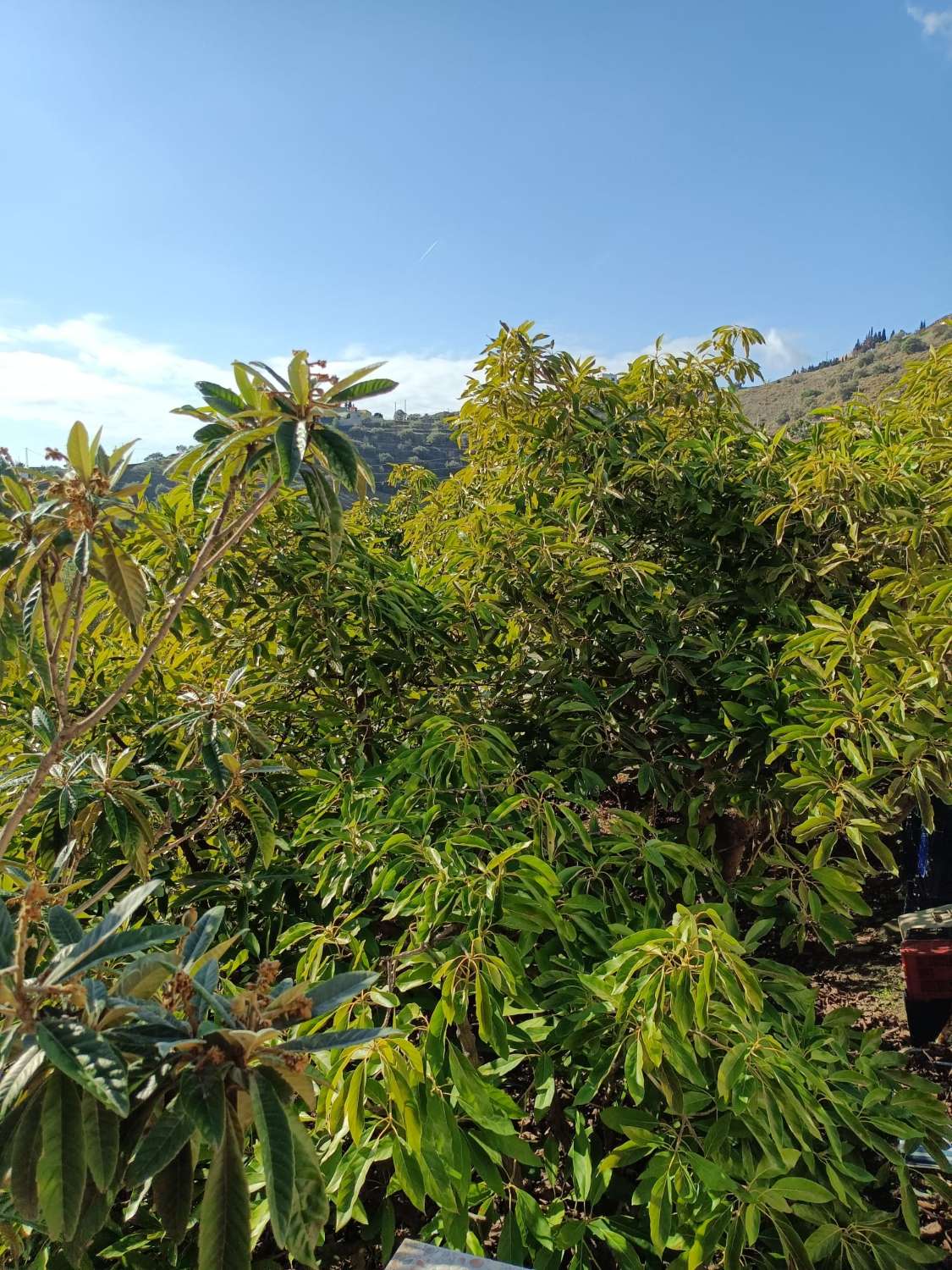 Xalet en venda in Torrox