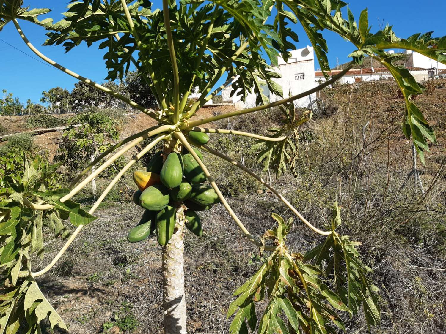 Casa rustica reformada  a 3 km de la playa de Torrox Costa