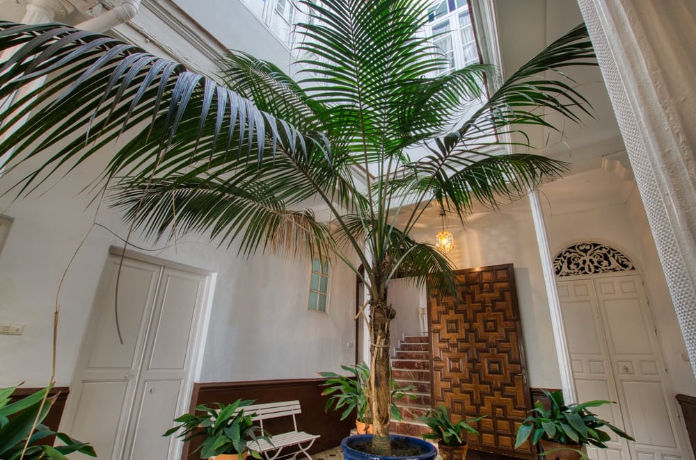 CASAS ADOSADA  EN VELEZ MALAGA